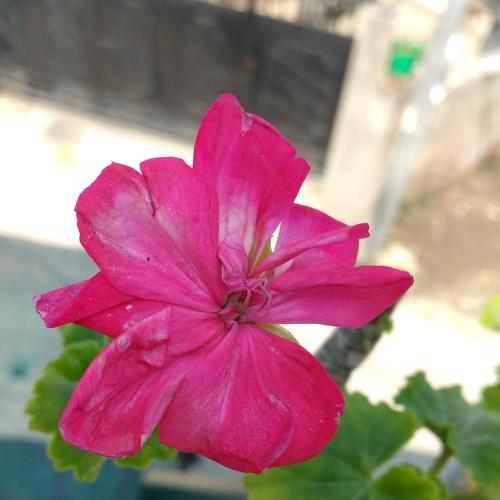 Red front face flower