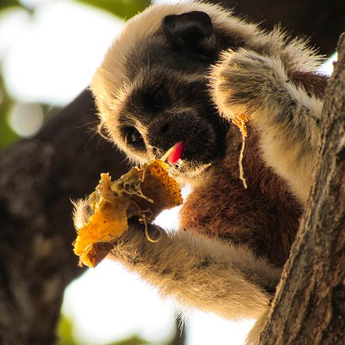 Monkey enjoying