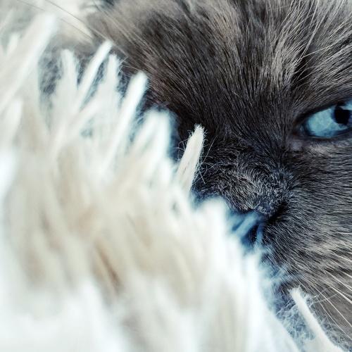 Кот Кекс