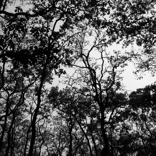 DARK NATURE