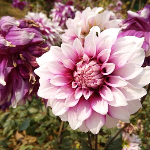 FLOWER DALIA