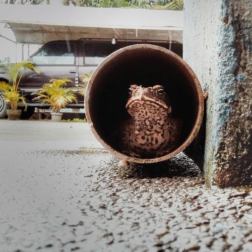 home is my habitat