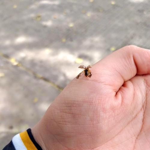 FRIENDLY LADYBUG