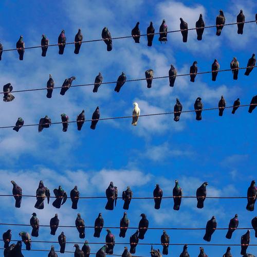 Alone in the sky