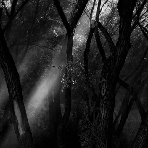 Photo #3120047
