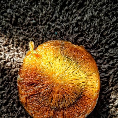 Healthiness from the root