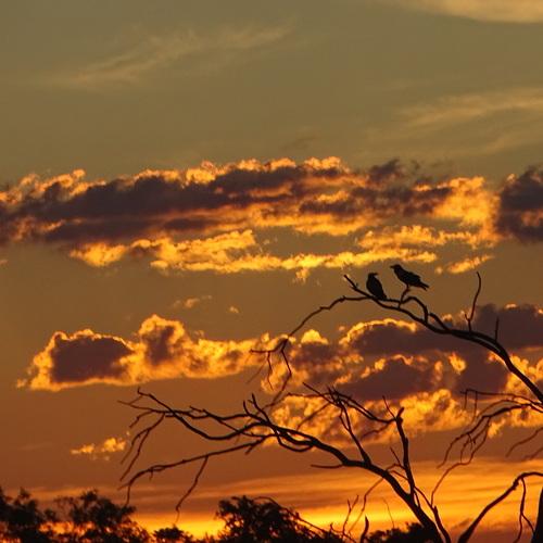 Two birds watching the sun set