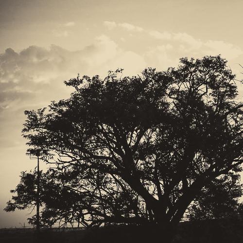 Um entardecer monocromático