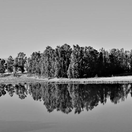 Up side down trees