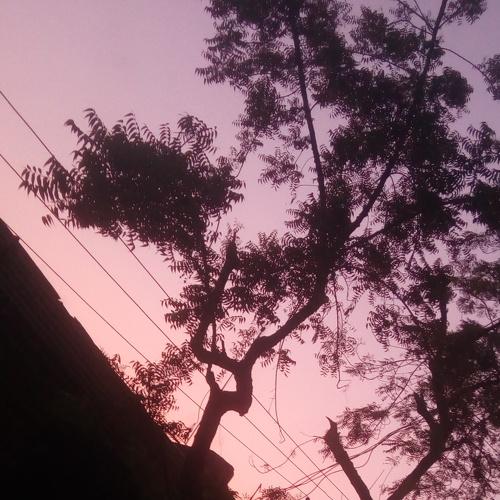 Nature shot early morning