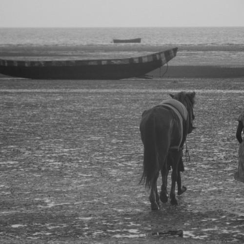 boat horse and a small girl