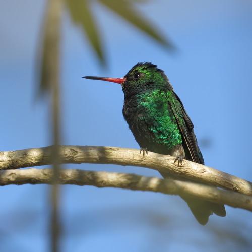 green hummingbird