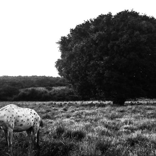 In a late afternoon