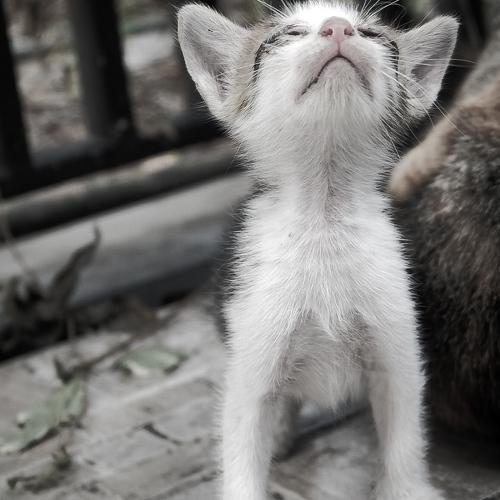 Little kitten little pray
