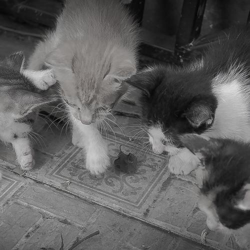 Little Playing By Little Cat : Playing Gundu