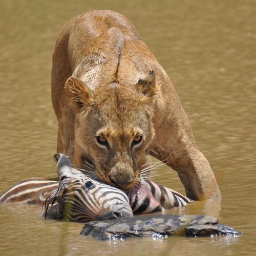 Lion hunt