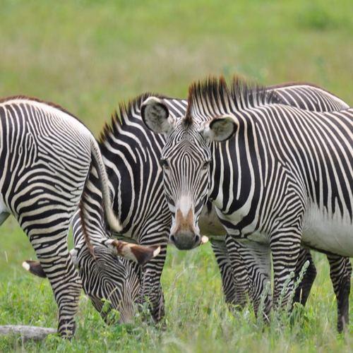 Zebra