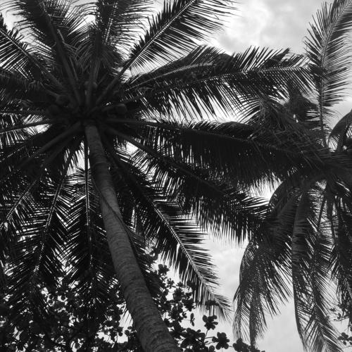Palms