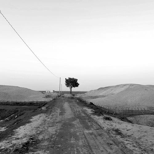 Three trees that gives shadow