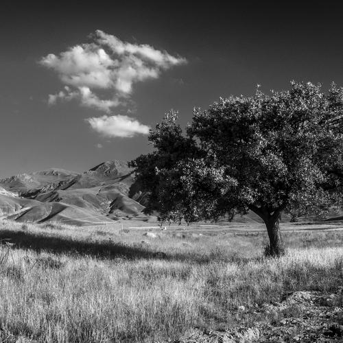 Lonely Tree
