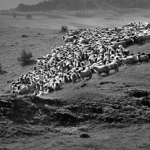 Towards the herd