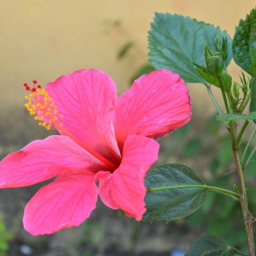 The flower