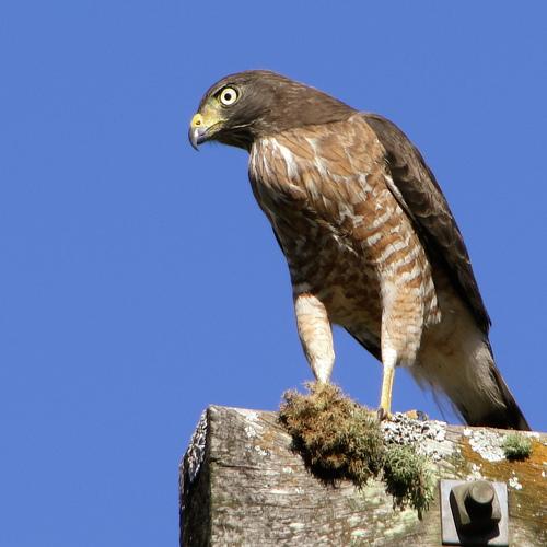 Hawk in eletric post