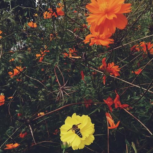 Bee Yellow