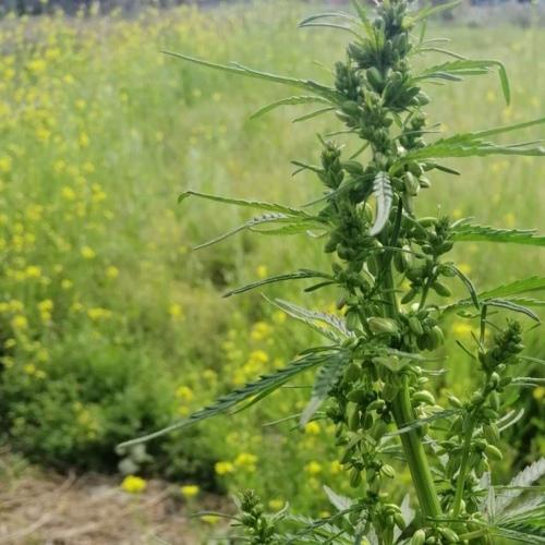 Marijuawna plant