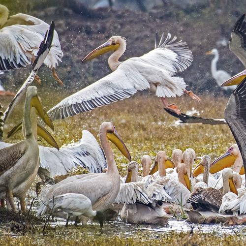 Pelicans