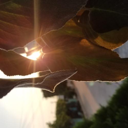Sol enfrente