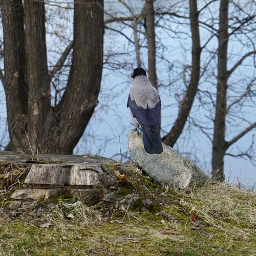 The Crow King