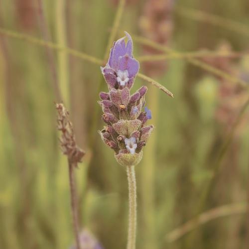 Lavanda