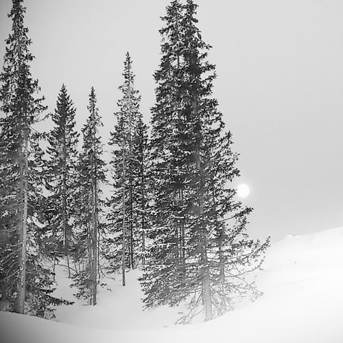 Photo #3130255