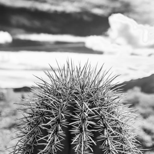 Desert hedgehog