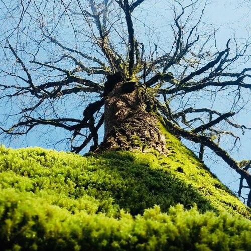 Huge tree