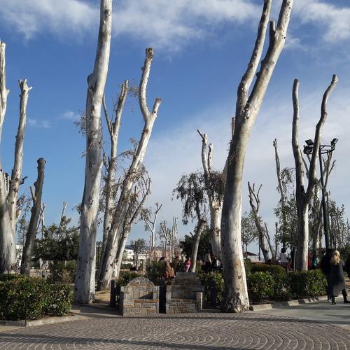 Nude Trees