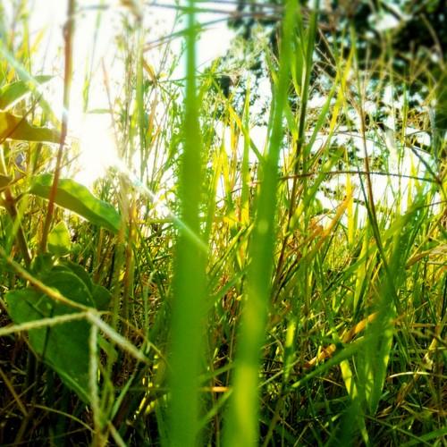 Spear grass shot