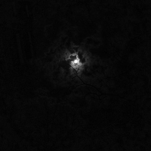 MOONLIT NIGHT