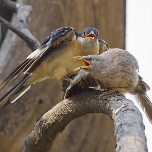 Feeding the wrong one