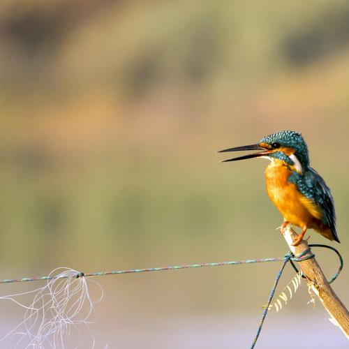Singing Song