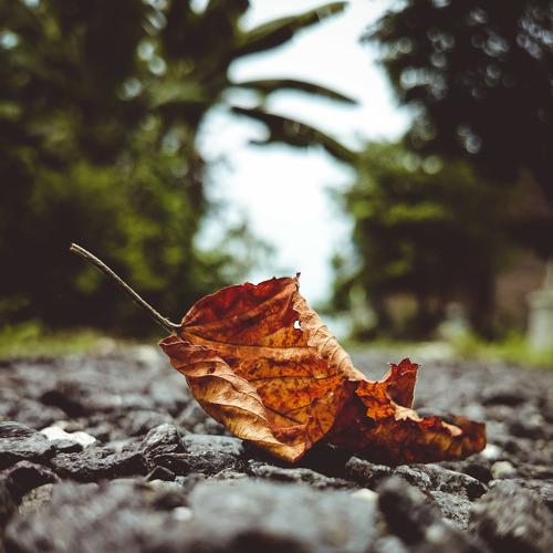 Dry Leaf