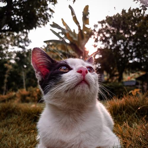 Cute Cat