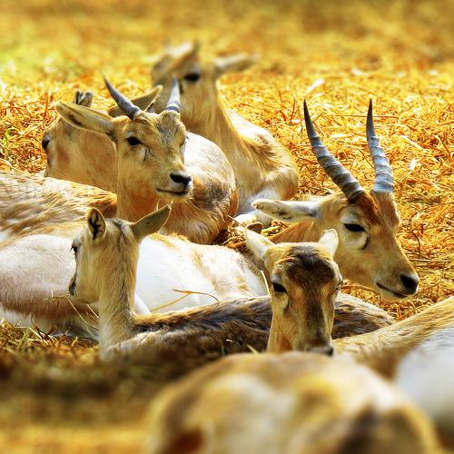 Deer