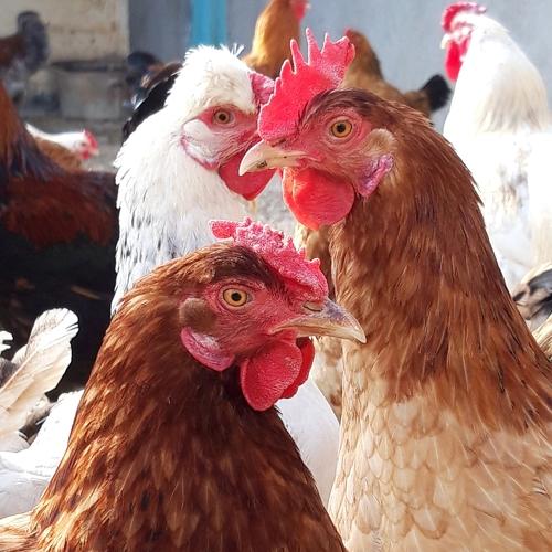 My chickens
