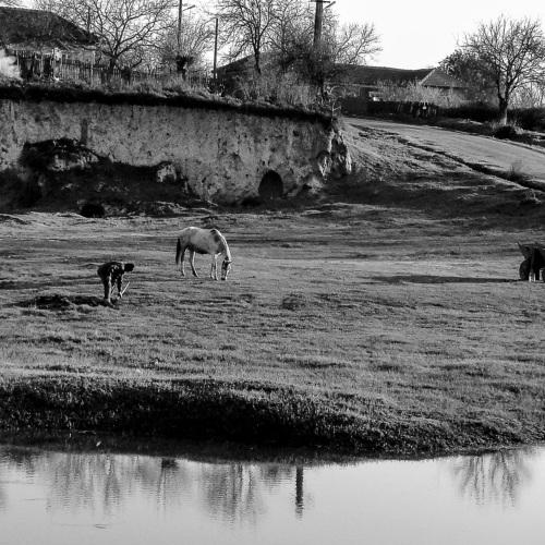 Rural Silence