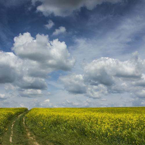 The rapeseed chain