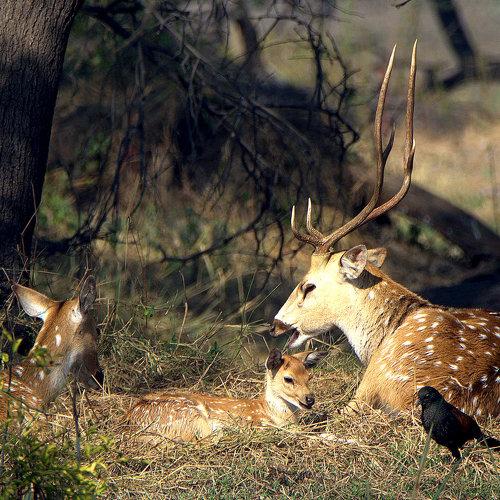 Animal with Baby, Deer family and friend