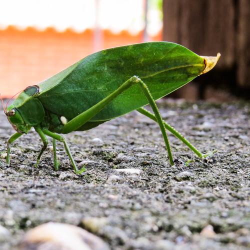 Tettigoniidae