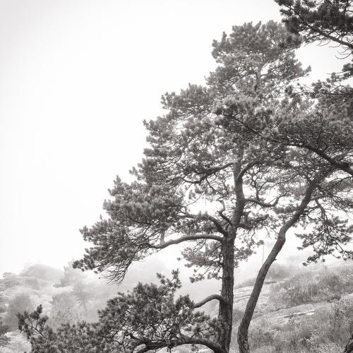 Lonely tree